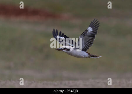 Laughing Kookaburra en vol dans le nord ouest de la Tasmanie en Australie Banque D'Images