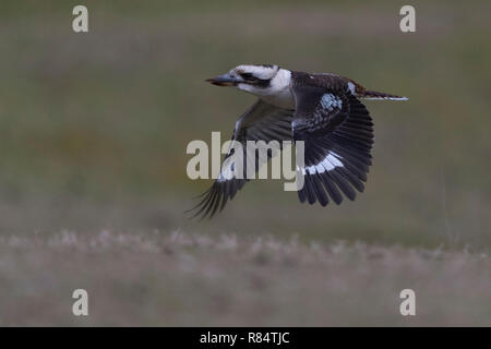 Laughing Kookaburra en vol dans le nord ouest de la Tasmanie en Australie Banque D'Images