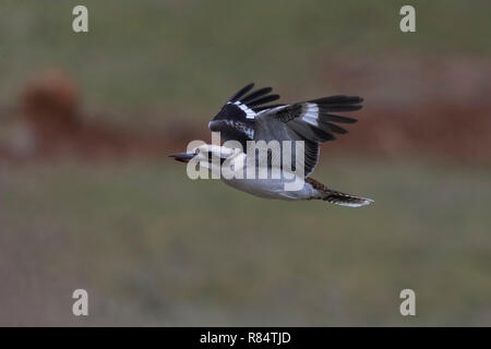 Laughing Kookaburra en vol dans le nord ouest de la Tasmanie en Australie Banque D'Images