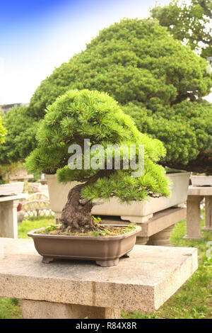 Bonsaï dans une humble Administrator's Garden, Suzhou, Chine Banque D'Images