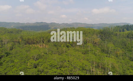La forêt tropicale en Indonésie. Vue aérienne rainforest avec de grands arbres verts, la végétation luxuriante sur les pentes des montagnes. Banque D'Images
