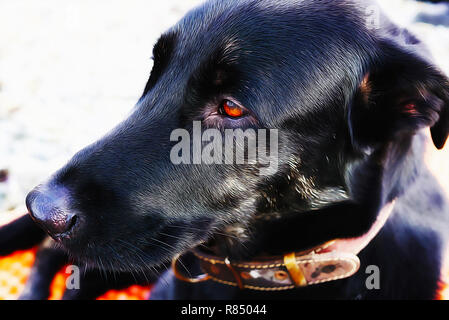 Grand chien noir couché et de repos, portrait close-up avec des yeux bruns. Le chien regarde pensivement dans la distance. Portrait de broyer du noir ne Banque D'Images