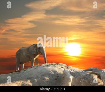 L'éléphant majestueux au coucher du soleil Banque D'Images