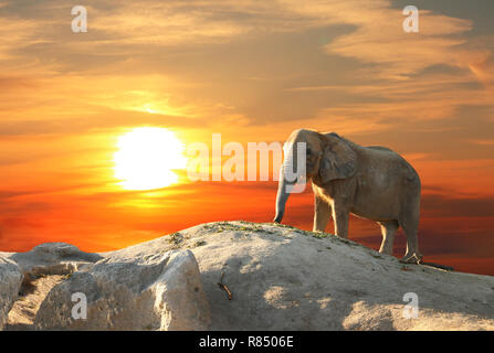 L'éléphant majestueux au coucher du soleil Banque D'Images