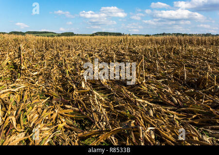 Maïs (Zea mays).maïs sur le rafle ou le maïs indien. Récolte ruinée par les vents forts.Sud-Ouest de la France. Banque D'Images