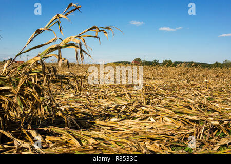 Maïs (Zea mays).maïs sur le rafle ou le maïs indien. Récolte ruinée par les vents forts.Sud-Ouest de la France. Banque D'Images