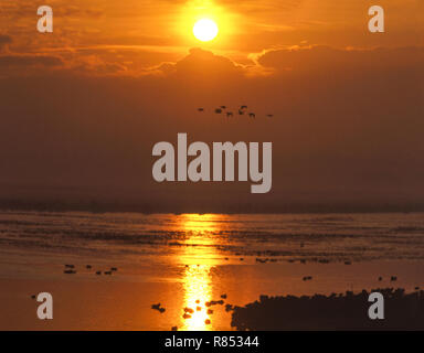 Wildfowl Trust Martin simple,Lancashire.lac principal au coucher du soleil. Banque D'Images