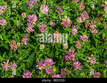 Trèfle rouge (Trifolium pratense) cultivé comme une culture agricole.Sud-Ouest de la France. Banque D'Images