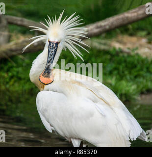 La Spatule blanche (Platalea leucorodia) le bain. Banque D'Images