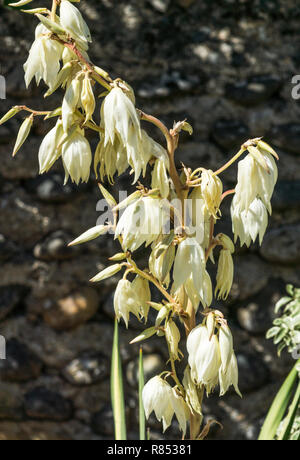 Fleurs du Yucca (Yucca filamentosa) qui poussent dans le sud-ouest de la France. Banque D'Images