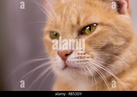 Face à l'orange chat de fourrure crème. L'expression du visage du chat avec sentiment sérieux. Banque D'Images