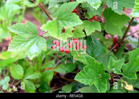 Petits fruits savoureux de groseille rouge à maturité dans le jardin sur une branche entre les feuilles vertes. Gros plan photo Banque D'Images