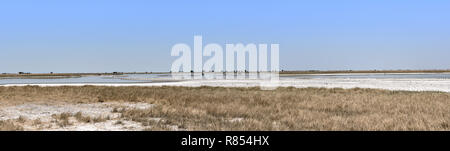 Vue panoramique de l'Nwetwe, Makgadikgadi Pan au Botswana Banque D'Images