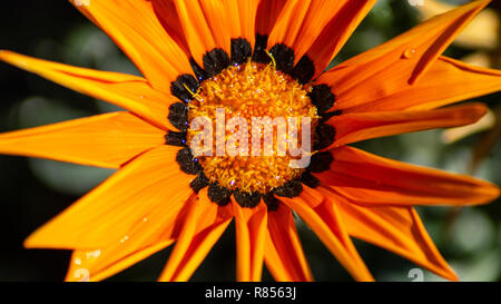 Close up grandes fleurs orange Banque D'Images