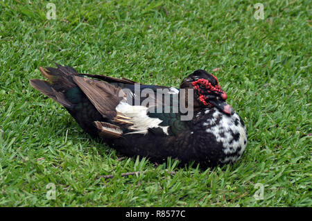 Un canard de Barbarie assis dans l'herbe Banque D'Images