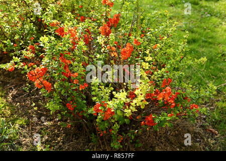 Arbuste d'une plante appelée un coing d'abondantes fleurs en rouge vif, capturés dans le soleil matinal. Banque D'Images