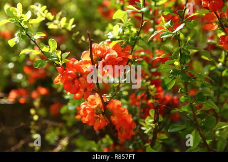 Arbuste d'une plante appelée un coing d'abondantes fleurs en rouge vif, capturés dans le soleil matinal. Banque D'Images