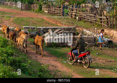 Thakhek, Laos - 20 Avril 2018 : diriger les vaches d'un berger de moto dans une région rurale isolée du Laos Banque D'Images