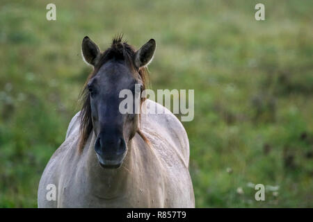 Troupeau de chevaux paissant dans une prairie dans la brume. Chevaux dans une prairie de brouillard en automne. Chevaux et matin brumeux dans le Parc National de Kemeri, la Lettonie. Portrait Banque D'Images