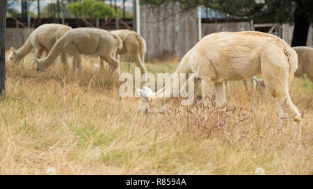 Manger des alpagas paissant dans une prairie ou dans une ferme à Paarl, Afrique du Sud Banque D'Images