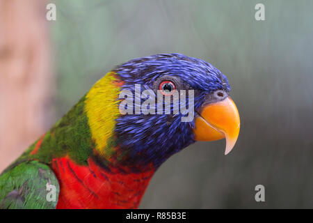 Gros plan du Bleu, Vert, Rouge et Jaune Lorikeet en profil. Banque D'Images