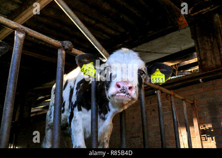 Petit veau laitier dans une étable à la triste petit bébé vache laitière, génisse dans une étable, très mignon avec de grandes marques d'oreille jaune, à la douce adorable. Banque D'Images