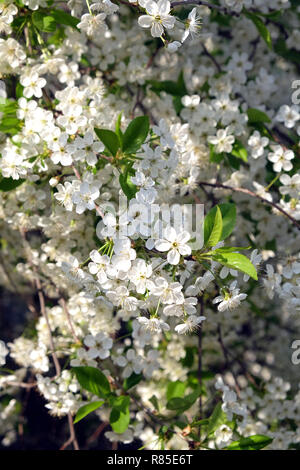 Des branches d'arbre d'apple avec de nombreuses fleurs blanches au printemps des fleurs aux beaux jours libre Banque D'Images