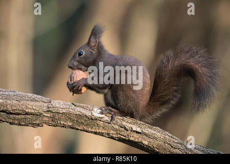 Manger un écureuil roux (Sciurus vulgaris) wot Banque D'Images