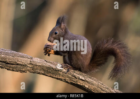 Manger un écureuil roux (Sciurus vulgaris) wot Banque D'Images