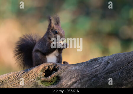 Manger un écureuil roux (Sciurus vulgaris) wot Banque D'Images