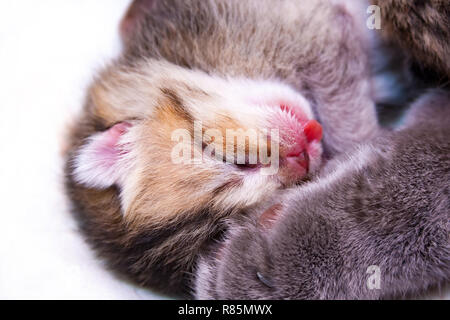 Mon Chaton Dort Avec Sa Langue Dehors Photo Stock Alamy