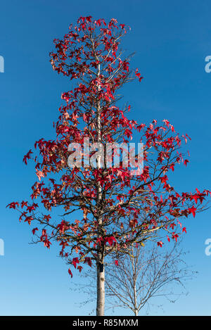 Liquidambar styraciflua, American red gum, American sweet gum, bilsted , baume copalm, red gum , noyer satiné. Automne couleur rouge vif. Banque D'Images