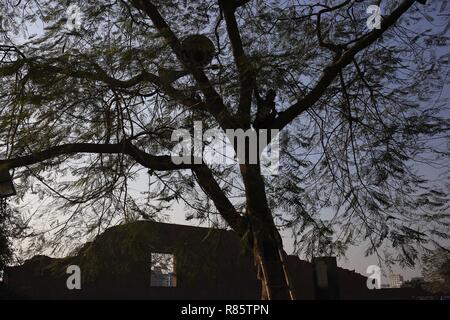 Dhaka, Bangladesh. 13 Décembre, 2018. Un travailleur présente un haut-parleur sur un arbre en face de la propriété intellectuelle en tant que mémorial martyre pays prépare à observer la journée à intellectuels martyre Rayer Bazar. Credit : MD Mehedi Hasan/ZUMA/Alamy Fil Live News Banque D'Images