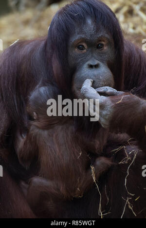 Zoo de Cologne, Allemagne. 13 décembre 2018, Berlin, Cologne : Les orangs-outans cub Cabu s'accroche à sa mère. Cajunga Cabu femelle est né le 26.11.2018 dans le zoo. Photo : Marius Becker/dpa dpa : Crédit photo alliance/Alamy Live News Banque D'Images