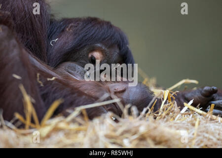 Zoo de Cologne, Allemagne. 13 décembre 2018, Berlin, Cologne : Les orangs-outans cub Cabu se trouve à côté de sa mère en Cajunga la paille. "Femme Cabu est né le 26.11.2018 dans le zoo. Photo : Marius Becker/dpa dpa : Crédit photo alliance/Alamy Live News Banque D'Images