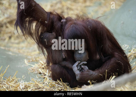 Zoo de Cologne, Allemagne. 13 décembre 2018, Berlin, Cologne : Les orangs-outans cub Cabu s'accroche à sa mère pendant qu'elle Cajunga ressemble pour l'alimentation dans le faisceau. Cabu femelle est né le 26.11.2018 dans le zoo. Photo : Marius Becker/dpa dpa : Crédit photo alliance/Alamy Live News Banque D'Images