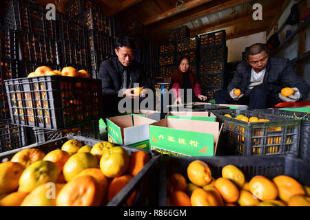 Qiandongnan, province du Guizhou en Chine. 13 Décembre, 2018. Forfait agriculteurs ponkans, une sorte d'orange, au Village de Fangsheng Danzhai Comté de Qiandongnan Préfecture autonome Miao et Dong, au sud-ouest de la province du Guizhou, Chine, 13 décembre 2018. Fangsheng Village a été connu comme un "village d'ponkans», bénéficiant d''une superficie de plus de plus en plus ponkan 540 UM (36 hectares). Crédit : Yang Wukui/Xinhua/Alamy Live News Banque D'Images