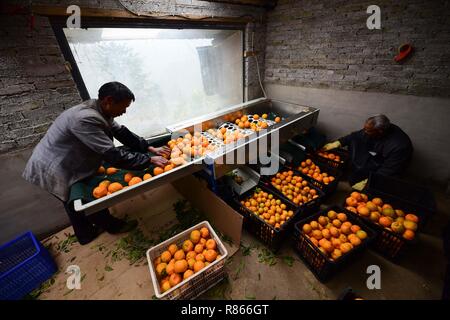 Qiandongnan, province du Guizhou en Chine. 13 Décembre, 2018. Tri ponkans les agriculteurs, une sorte d'orange, au Village de Fangsheng Danzhai Comté de Qiandongnan Préfecture autonome Miao et Dong, au sud-ouest de la province du Guizhou, Chine, 13 décembre 2018. Fangsheng Village a été connu comme un "village d'ponkans», bénéficiant d''une superficie de plus de plus en plus ponkan 540 UM (36 hectares). Crédit : Yang Wukui/Xinhua/Alamy Live News Banque D'Images