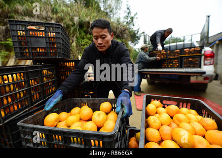 Qiandongnan, province du Guizhou en Chine. 13 Décembre, 2018. Ponkans transport agriculteurs, une sorte d'orange, au Village de Fangsheng Danzhai Comté de Qiandongnan Préfecture autonome Miao et Dong, au sud-ouest de la province du Guizhou, Chine, 13 décembre 2018. Fangsheng Village a été connu comme un "village d'ponkans», bénéficiant d''une superficie de plus de plus en plus ponkan 540 UM (36 hectares). Crédit : Yang Wukui/Xinhua/Alamy Live News Banque D'Images