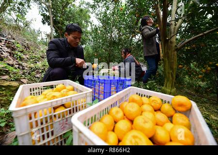 Qiandongnan, province du Guizhou en Chine. 13 Décembre, 2018. Taillez les arbres producteurs de ponkan, une sorte d'orange, au Village de Fangsheng Danzhai Comté de Qiandongnan Préfecture autonome Miao et Dong, au sud-ouest de la province du Guizhou, Chine, 13 décembre 2018. Fangsheng Village a été connu comme un "village d'ponkans», bénéficiant d''une superficie de plus de plus en plus ponkan 540 UM (36 hectares). Crédit : Yang Wukui/Xinhua/Alamy Live News Banque D'Images