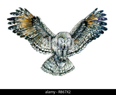 Owl flying avec whide ailes ouvertes, essayant d'attraper quelque chose avec ses griffes, vue avant, illustration aquarelle isolés Banque D'Images