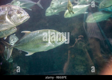 Jack Crevalle poisson argenté. Caranx hippos ou jaune de nage des poissons dans l'aquarium de cavalli Banque D'Images