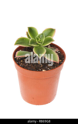 Sempervivum plante grasse dans un pot blanc isolé contre Banque D'Images