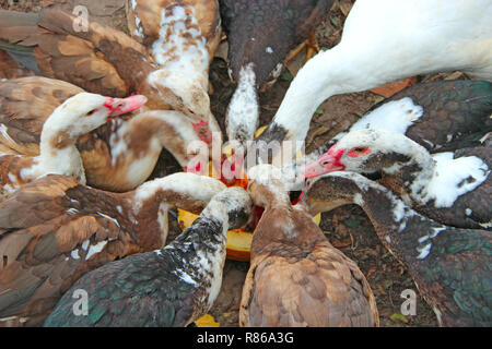 Canards oies et canards de Barbarie manger citrouille dans la volaille. L'alimentation des volailles dans la cour. Les oiseaux de ferme la consommation de volaille sur la citrouille Banque D'Images