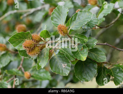 Graines immatures vert, d'un hêtre (Fagus sylvatica), Hêtre mât. Peu de Bayham, Tunbridge Wells, Kent, UK. Banque D'Images
