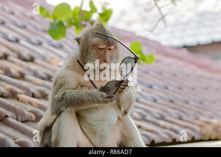 Monkey à essayer de comprendre l'utilisation d'une paire de lunettes à Bali, Indonésie Banque D'Images
