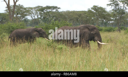 Deux éléphants (Loxodonta Africana) avec de longues défenses traversent une longue herbe. Parc national de la Reine Elizabeth, Ouganda. Banque D'Images