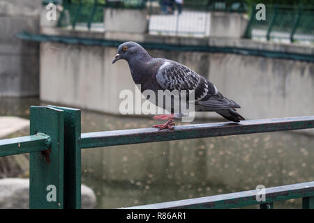 Pigeon Banque D'Images