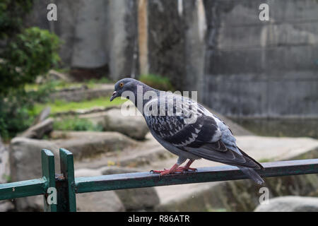 Pigeon Banque D'Images