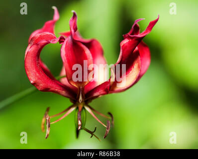 L'affichage dynamique de la flamme Lily est un des traits wildlflowers à émerger avec les premières pluies Banque D'Images